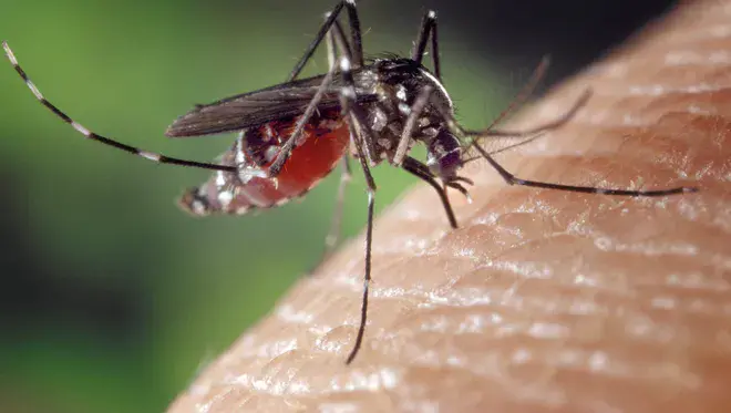 mosquito west nile.webp